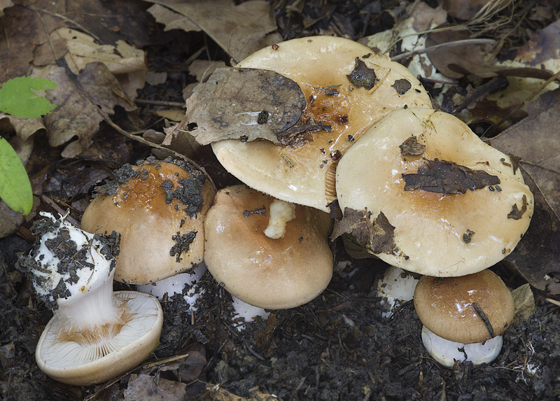 Cortinarius pseudoarcuatorum